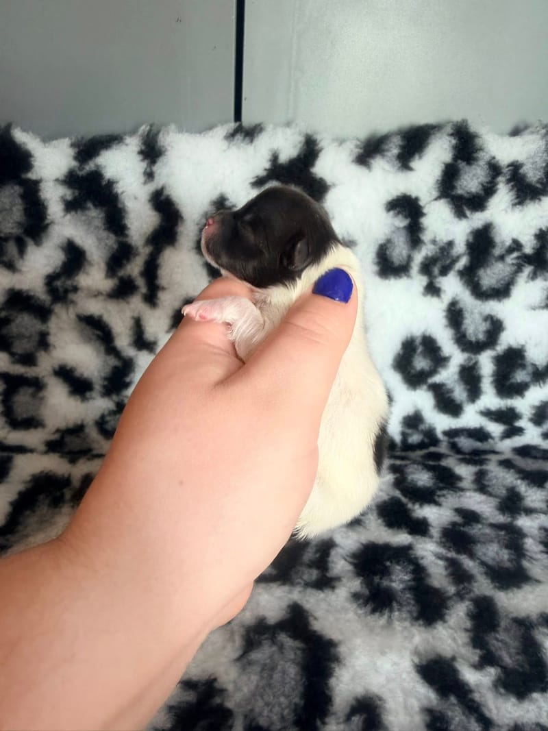 Blake - femelle blanche et noir Panda - 1600€ en option 