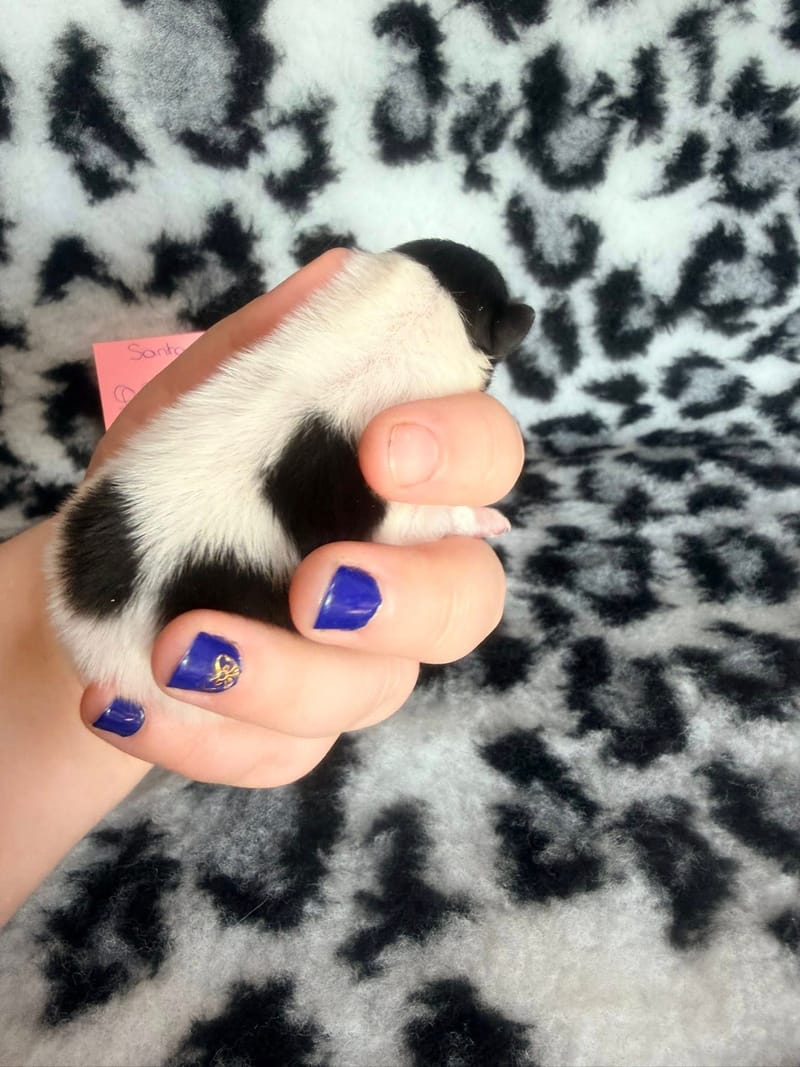 Blake - femelle blanche et noir Panda - 1600€ en option 