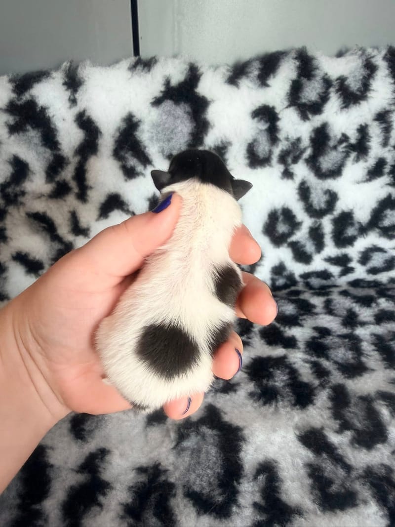 Blake - femelle blanche et noir Panda - 1600€ en option 