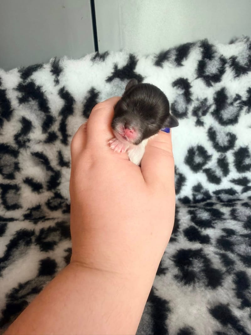 Blake - femelle blanche et noir Panda - 1600€ en option 