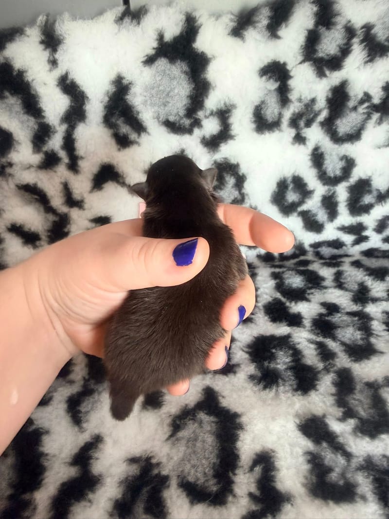 Blue - femelle noir bavette et chaussettes blanche - 1500€ 