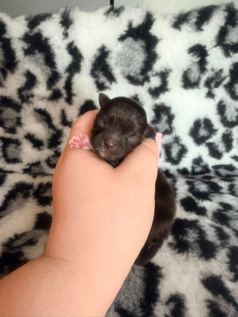 Blue - femelle noir bavette et chaussettes blanche - 1500€ 