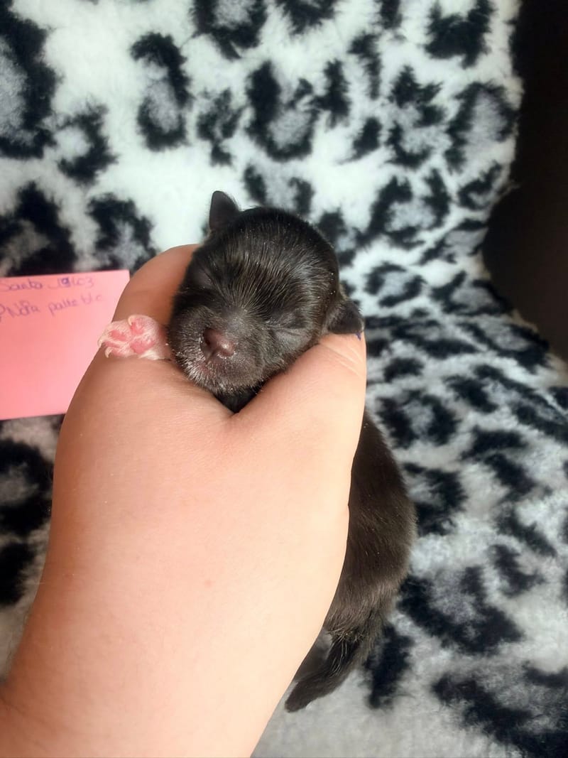 Blue - femelle noir bavette et chaussettes blanche - 1500€ 