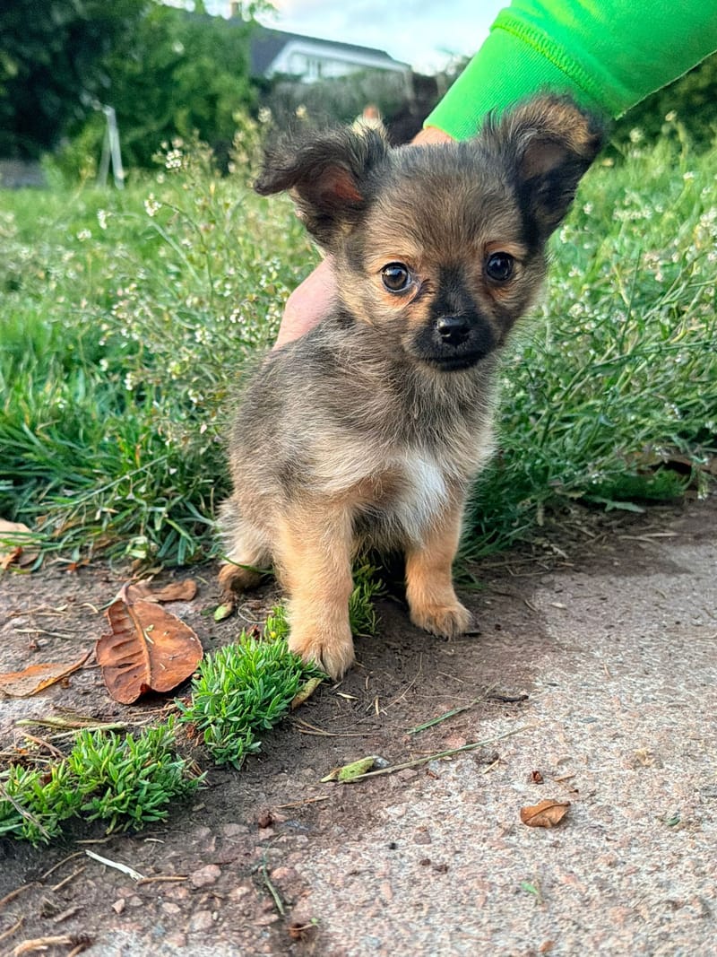 Billy - male fauve charbonnée - 850€