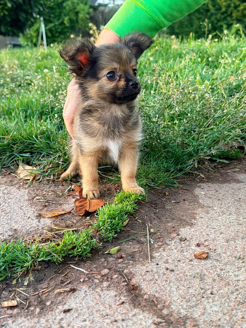 Billy - male fauve charbonnée - 850€