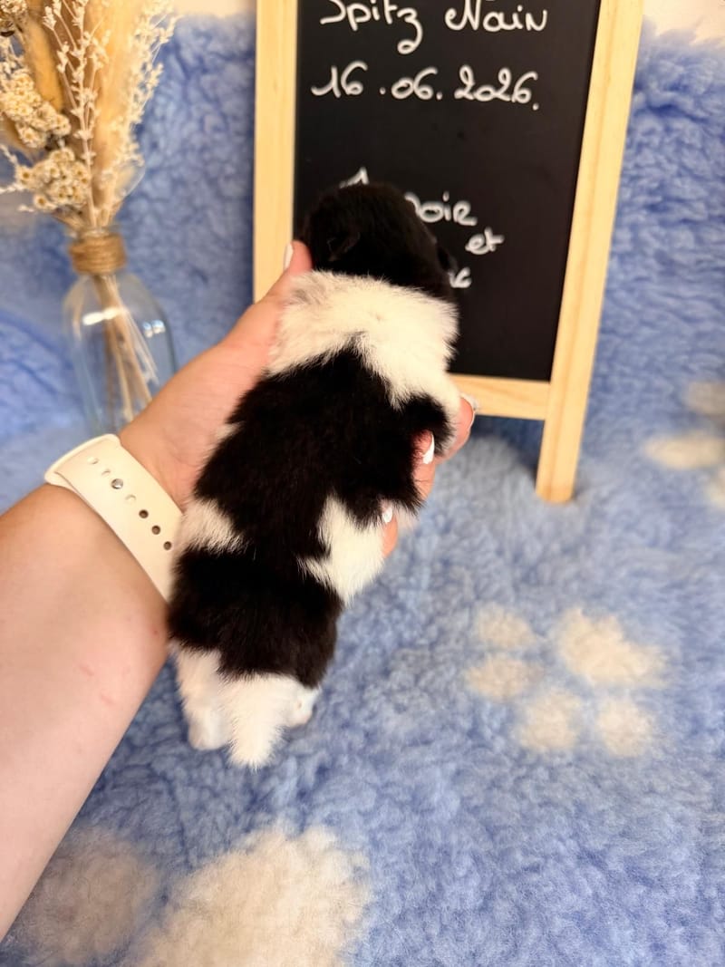 Male noir et blanc Panda 1500€