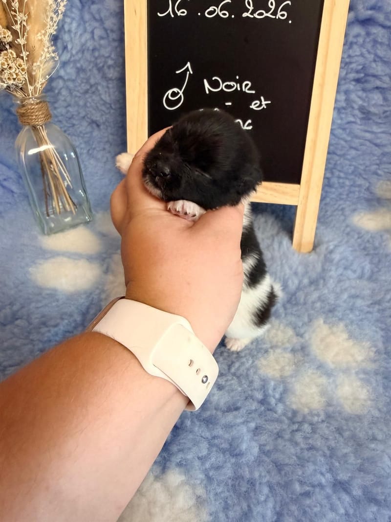 Male noir et blanc Panda 1500€