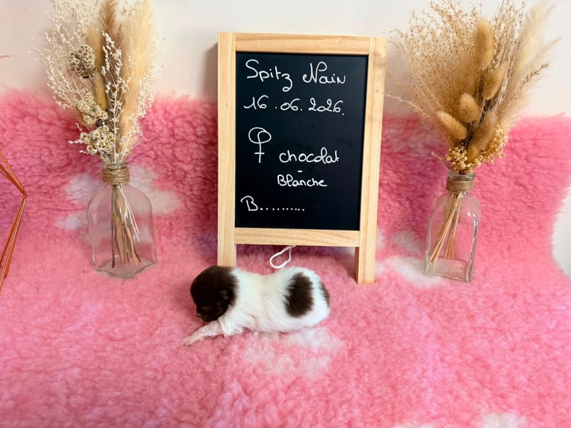 Femelle chocolat et blanche - 1600€