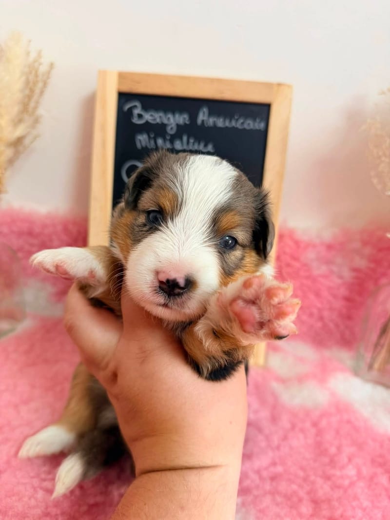 Femelle bleu merle - 1600€ 