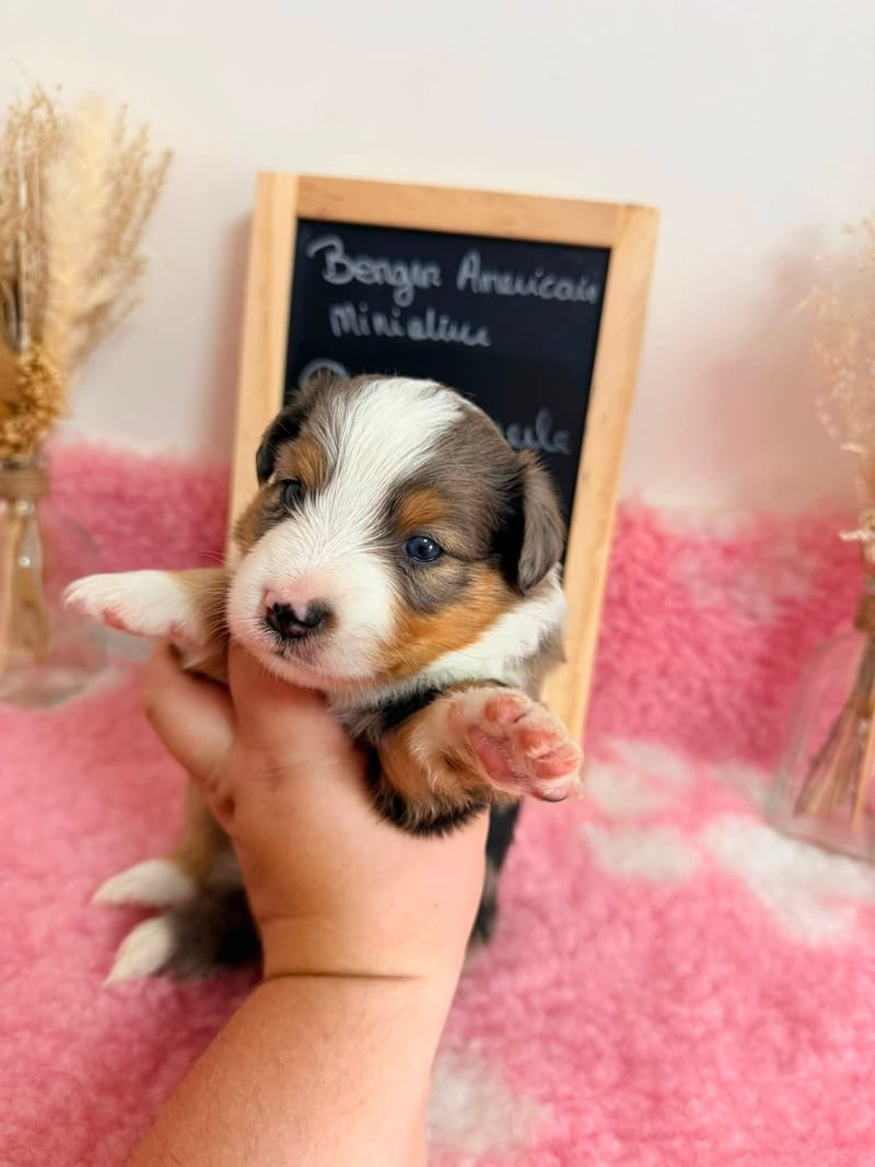 Femelle bleu merle - 1600€ 
