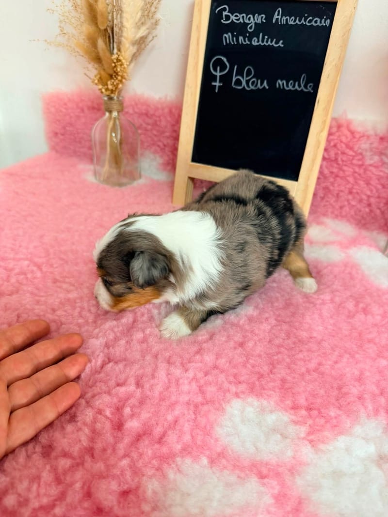 Femelle bleu merle - 1600€ 
