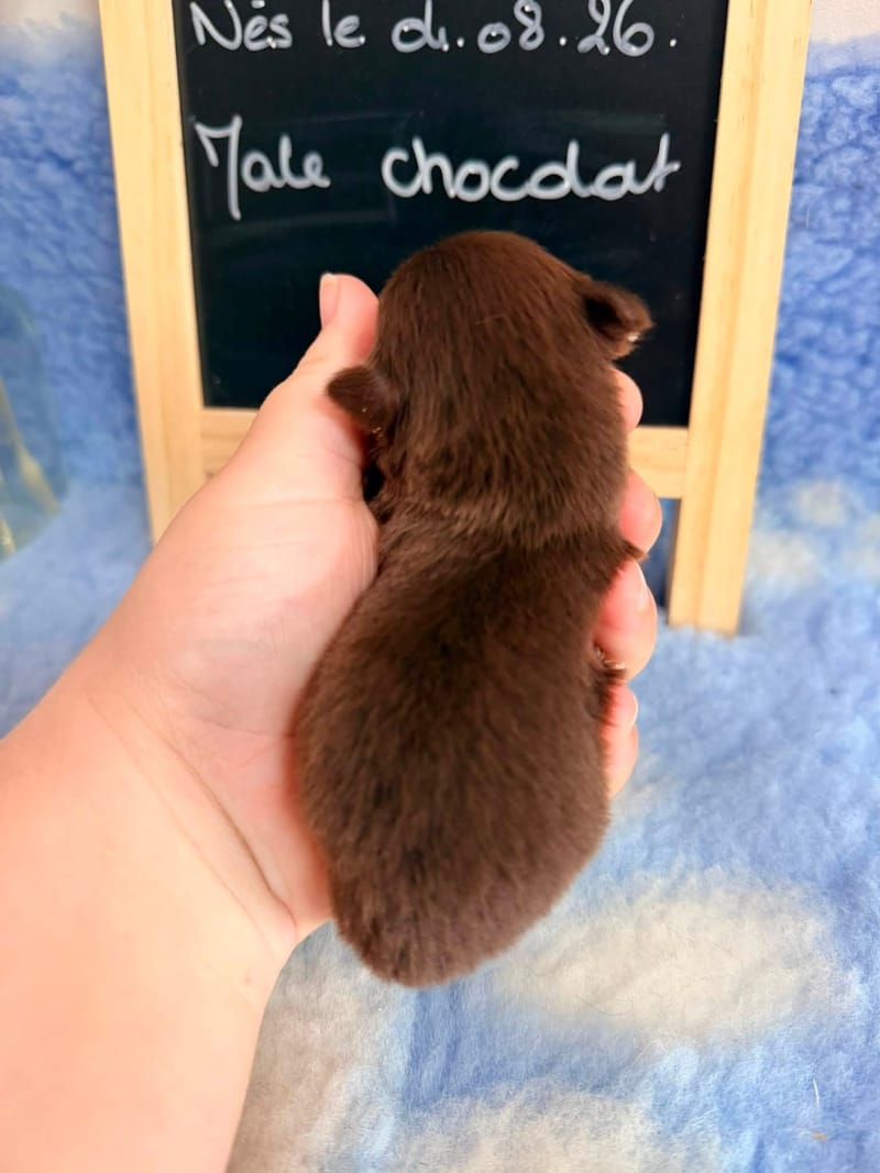 male chocolat - 1000€