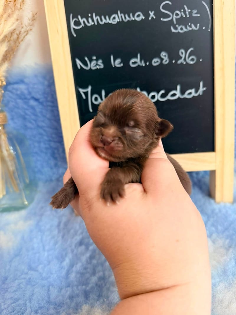 male chocolat - 1000€