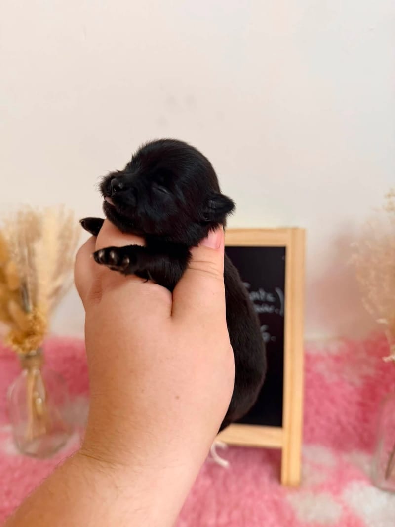femelle noir 1 - 1050€