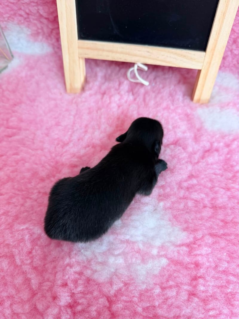 femelle noir 1 - 1050€