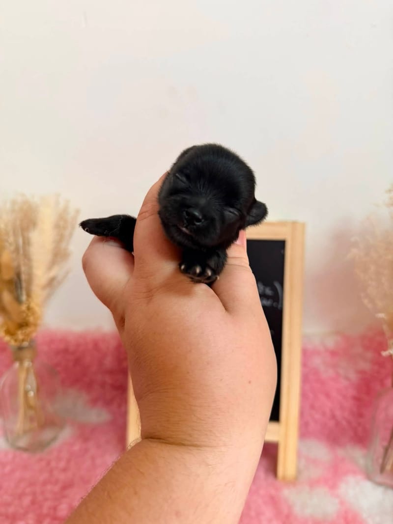 femelle noir 1 - 1050€