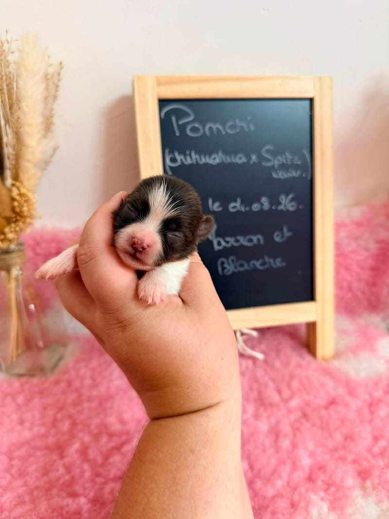femelle chocolat et blanche - 1050€