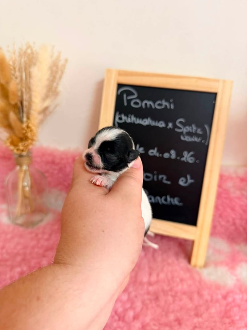 femelle blanche et noir - 1050€