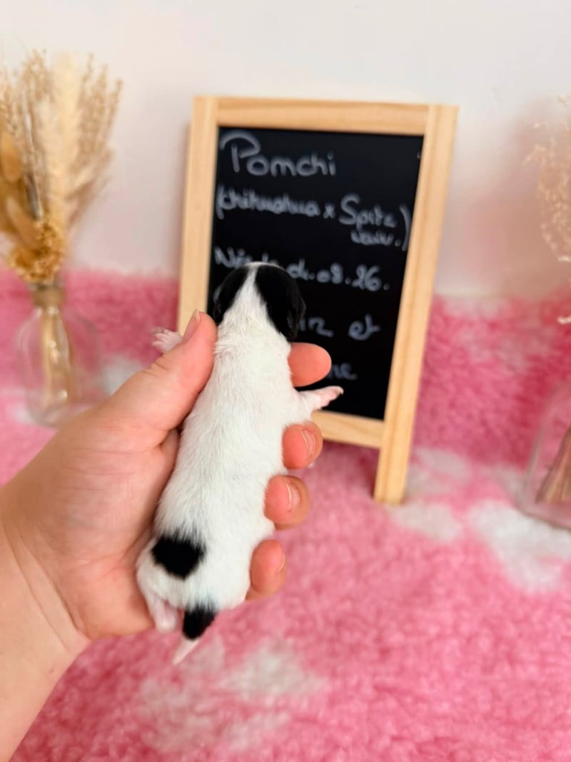 femelle blanche et noir - 1050€