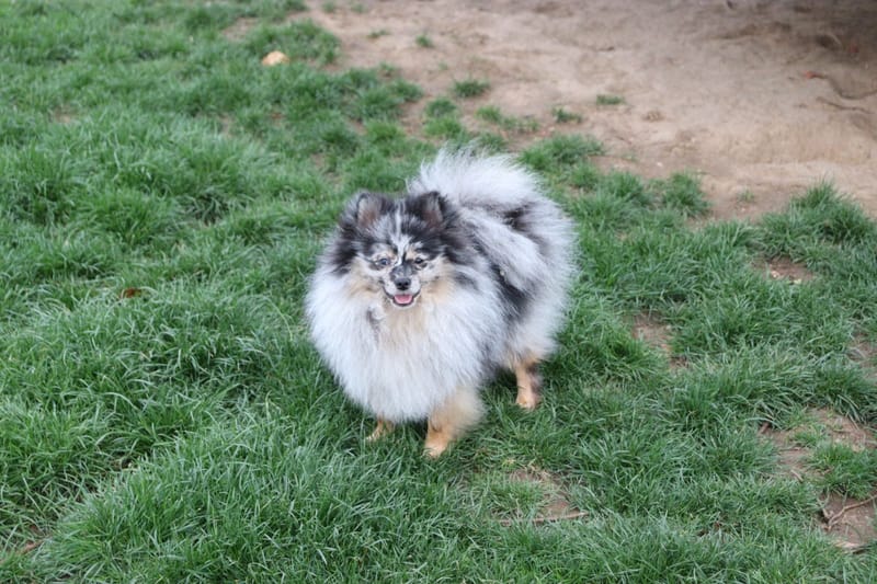 KODA - Spitz - 1500€