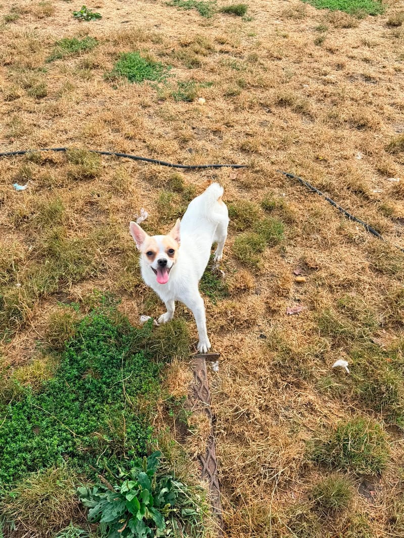 Ghost - 700€ 