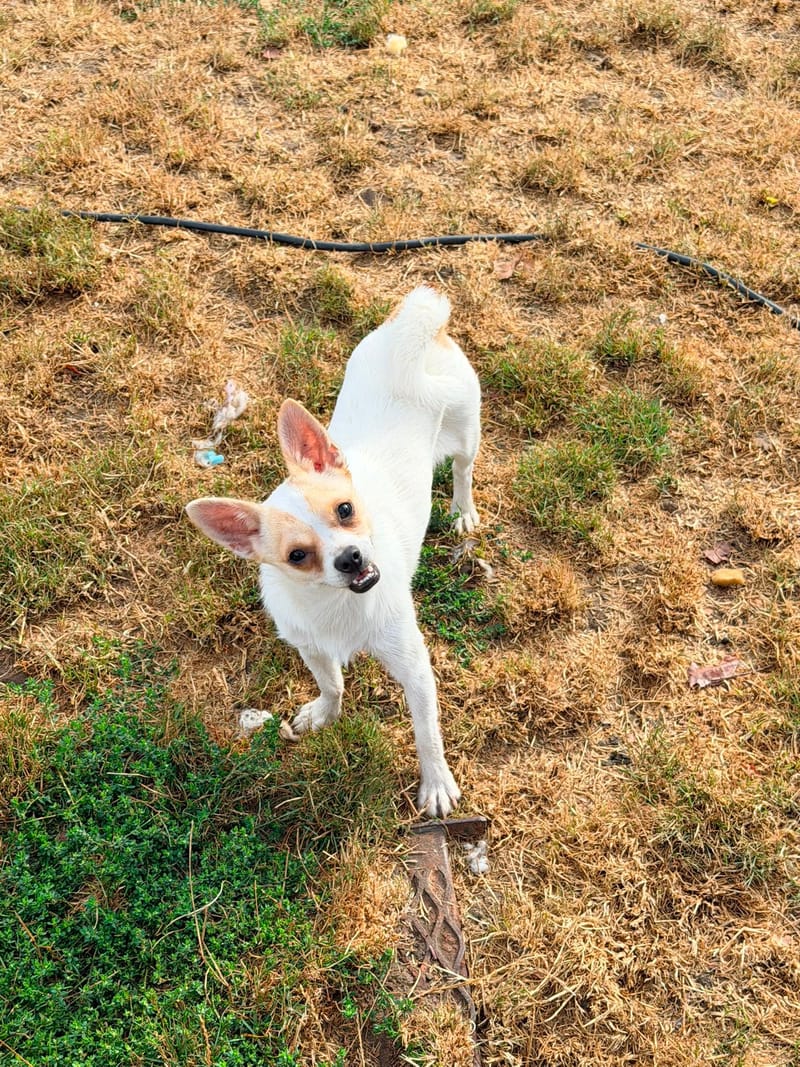 Ghost - 700€ 