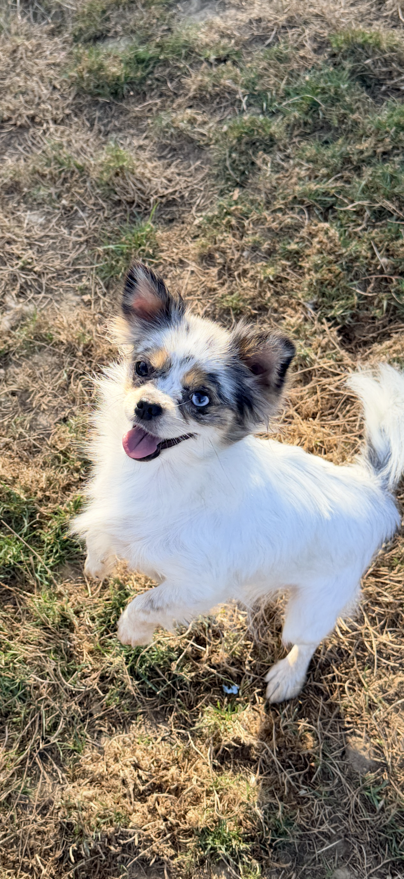 Neige - Pomchi - 800€ 