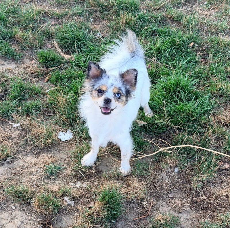 Neige - Pomchi - 800€ 