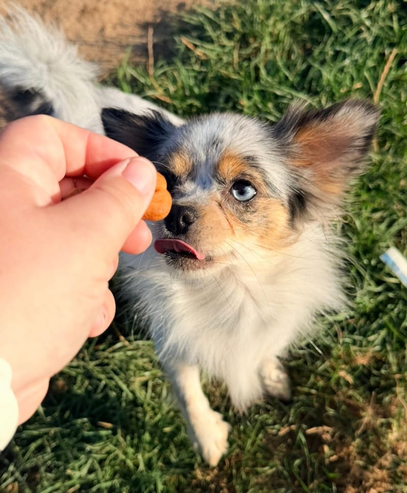 Neige - Pomchi - 800€ 