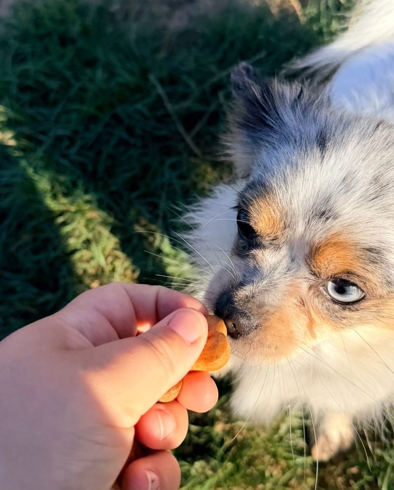 Neige - Pomchi - 800€ 