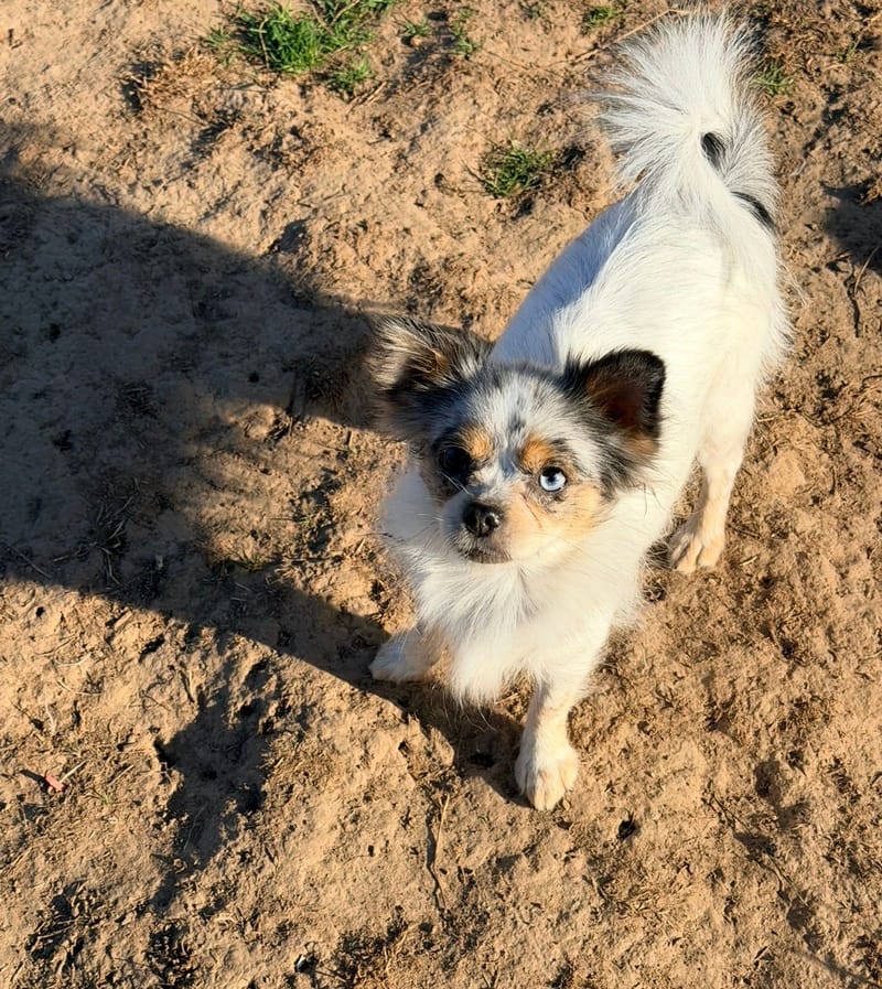 Neige - Pomchi - 800€ 