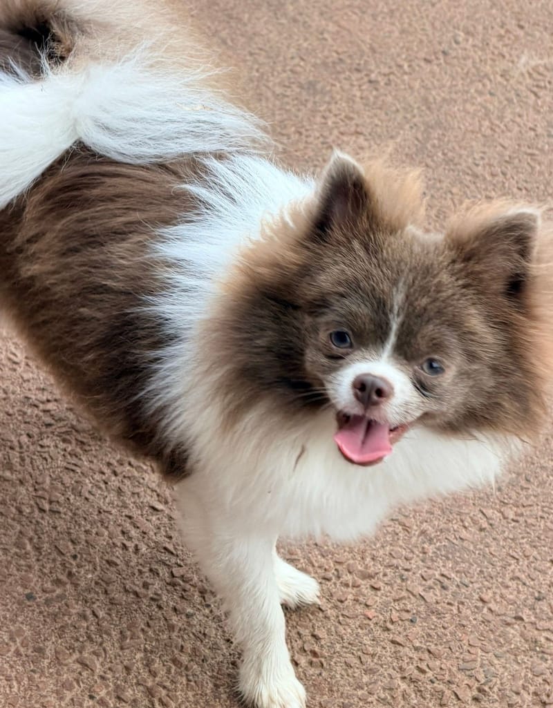 Suki - femelle Pomchi bleu  et blanche -1000€ 