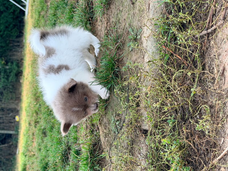 male lavande et blanc - 1000€