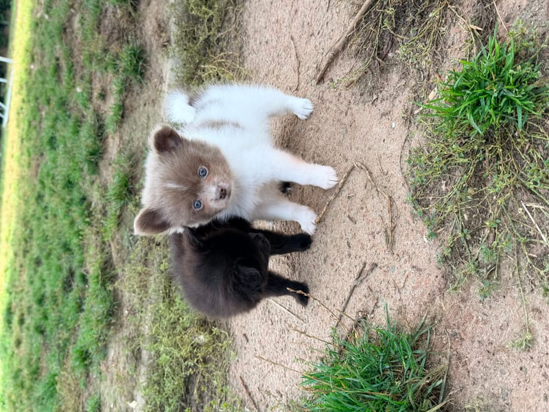 male lavande et blanc - 1000€