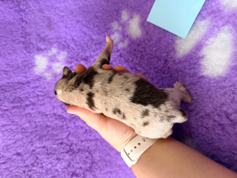 male merle -1500€