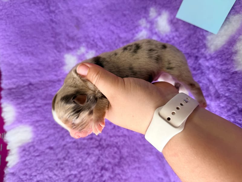 male merle -1500€