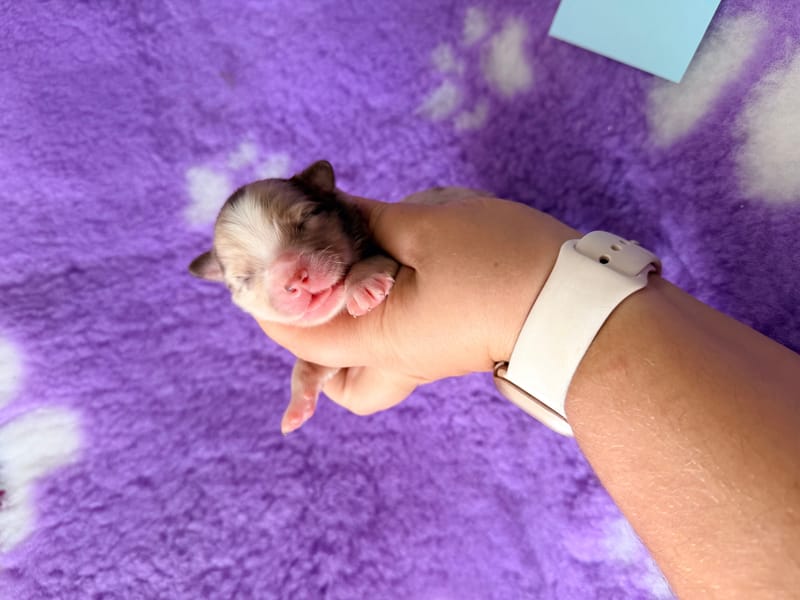 male merle -1500€