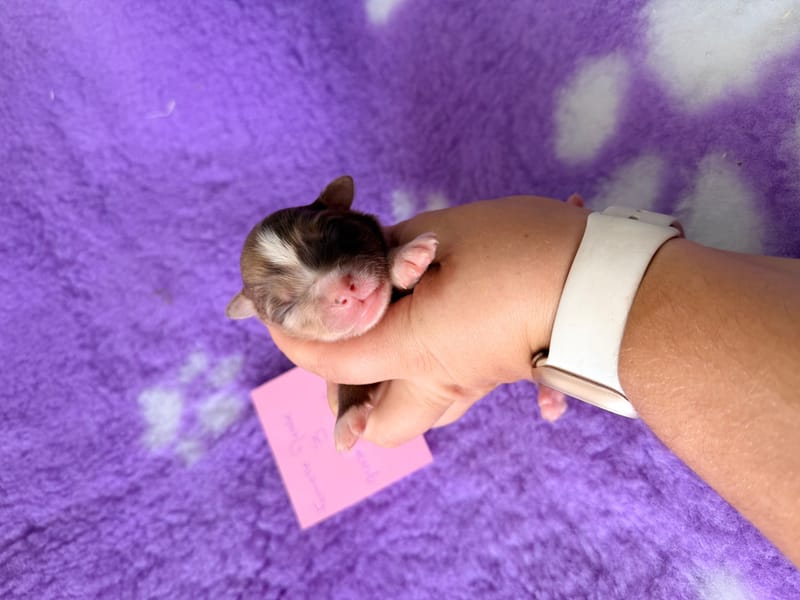 femelle rouge merle 3 - 1600€ 