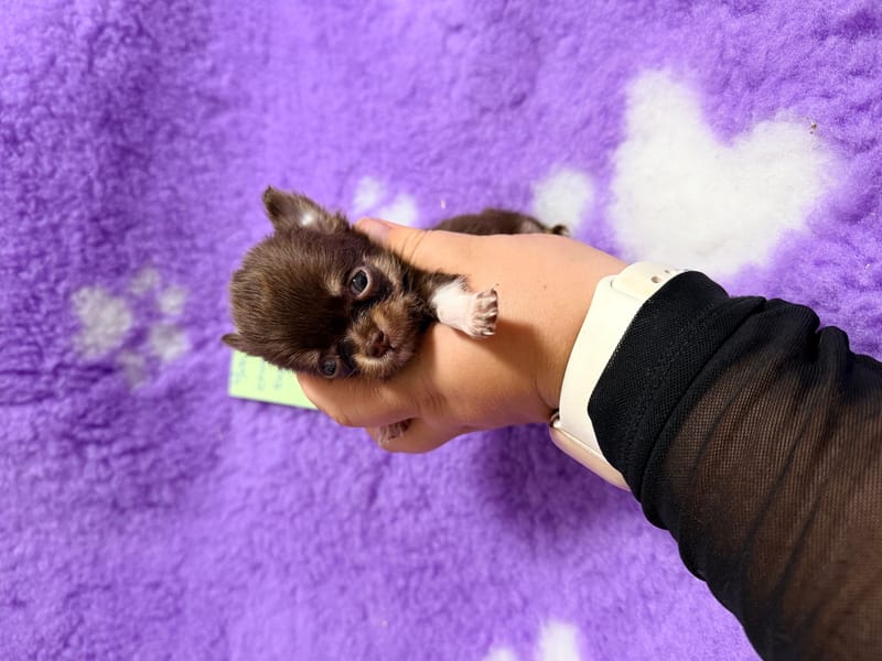 male chocolat et tan 2 - 850€