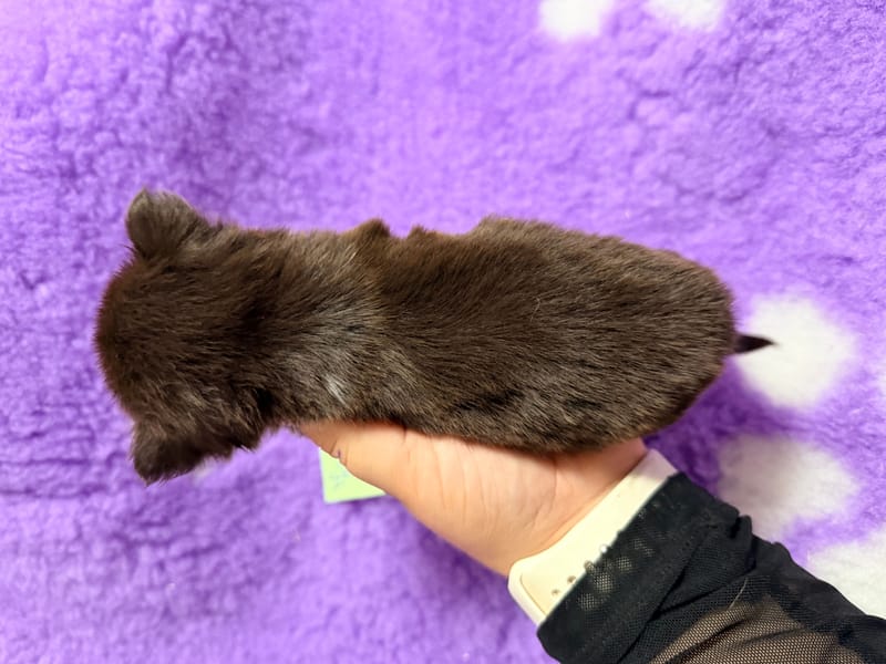 male chocolat et tan 3 - 850€