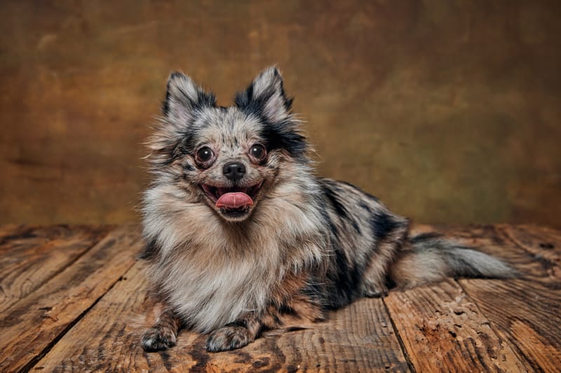 Pomchi