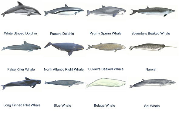 Rare species of Whale identifier. ADL - art.