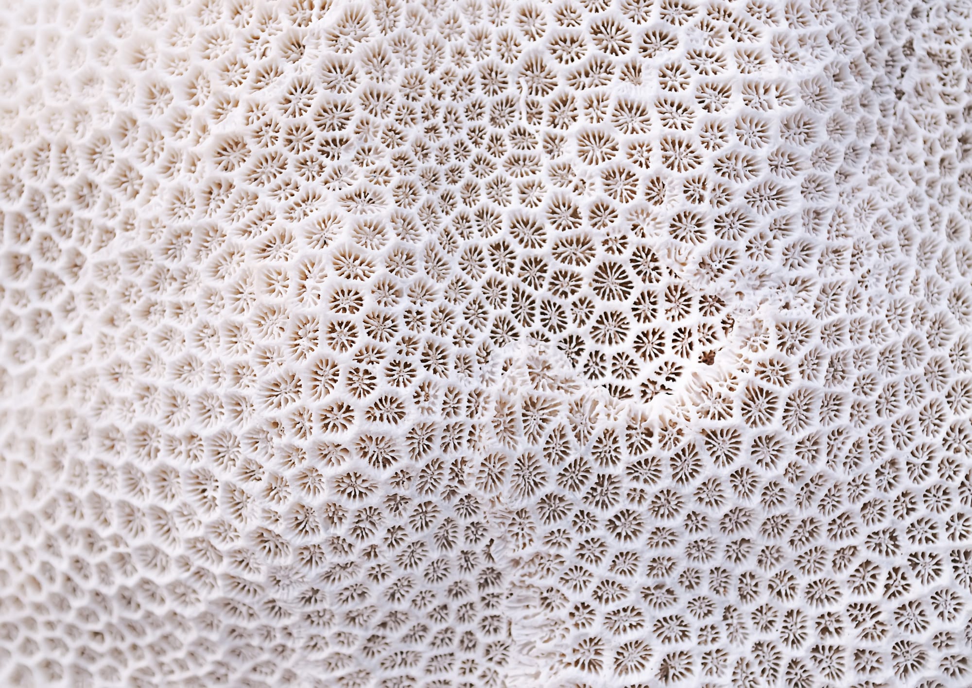 White Coral: Structure, Habitat, and Environmental Significance