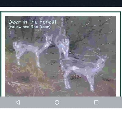 P8 DVD Film.