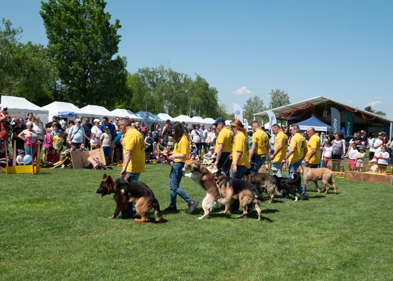 Kutyás bemutató