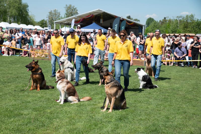 Kutyás bemutató
