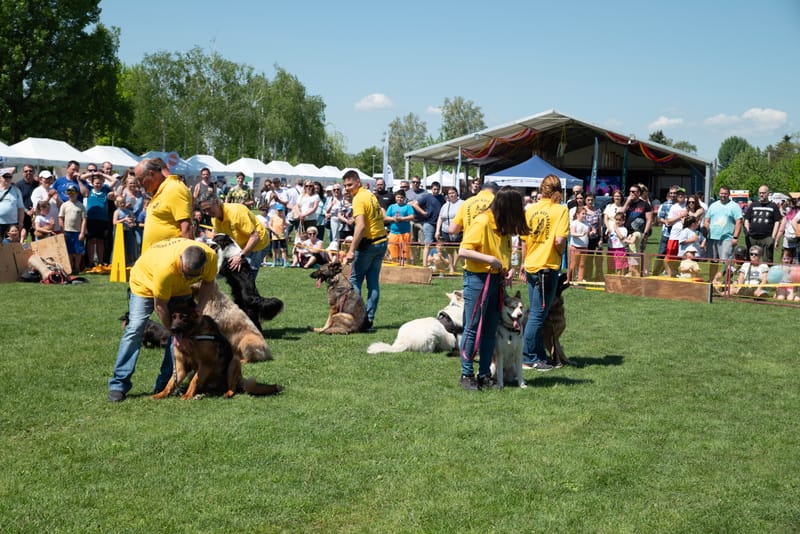 Kutyás bemutató