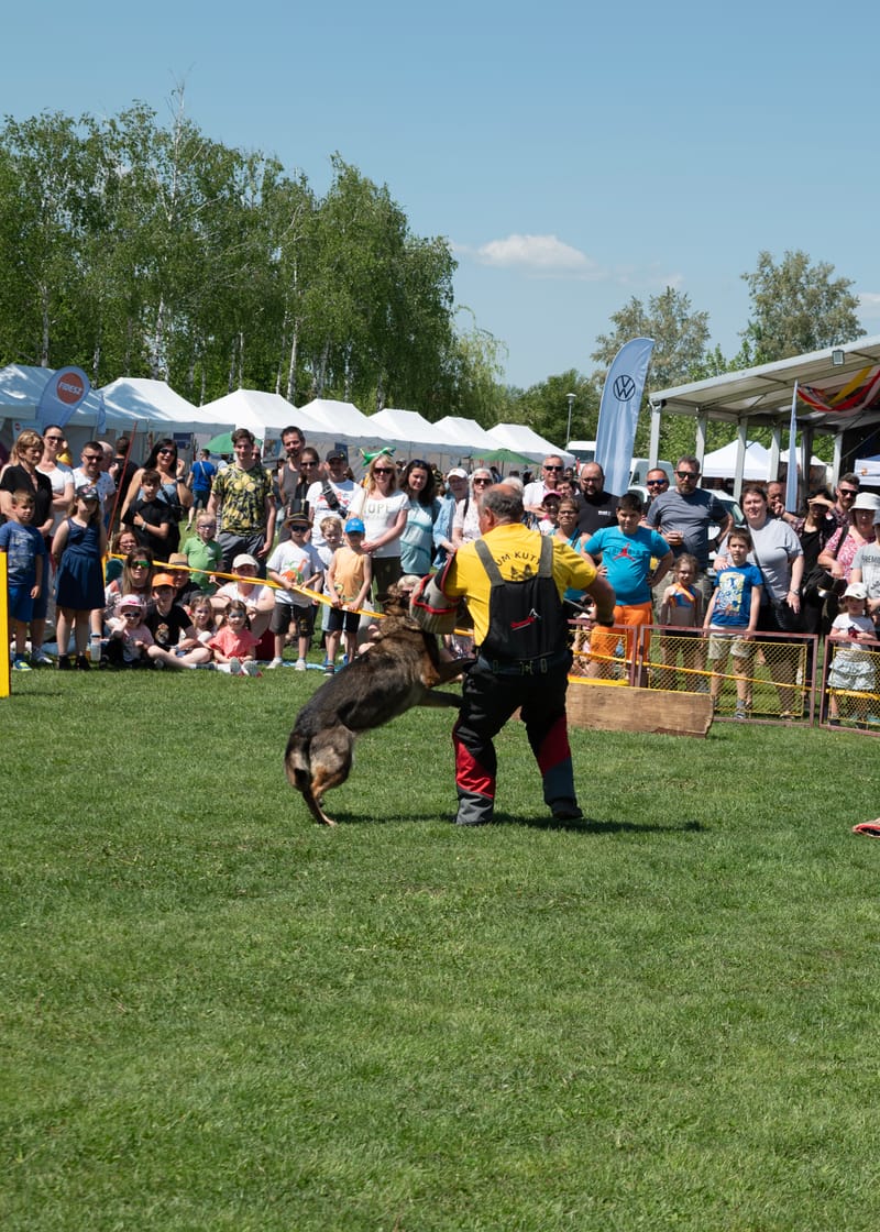 Kutyás bemutató