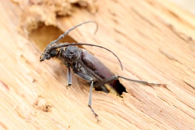 Insecte à larve xylophages