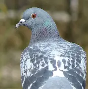 Dépigeonnage